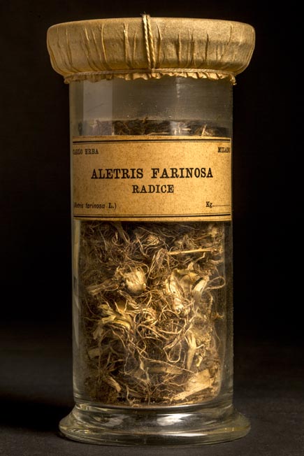 ALETRIS FARINOSA - radice